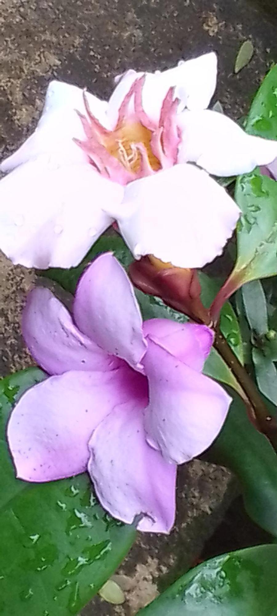 Flower Inn Sigiriya Rum bild